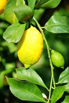 Lemons on lemon tree Stock Photos