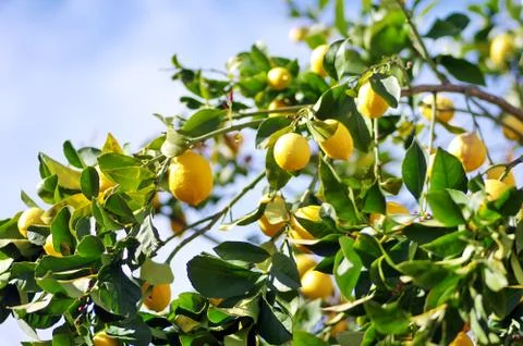 Lemons on lemon tree Stock Photos