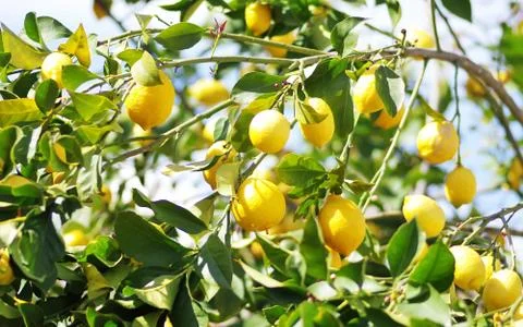 Lemons on lemon tree Stock Photos