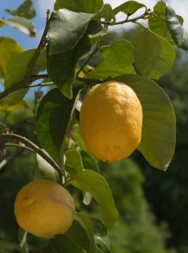 Lemons on a Lemon Tree Stock Photos