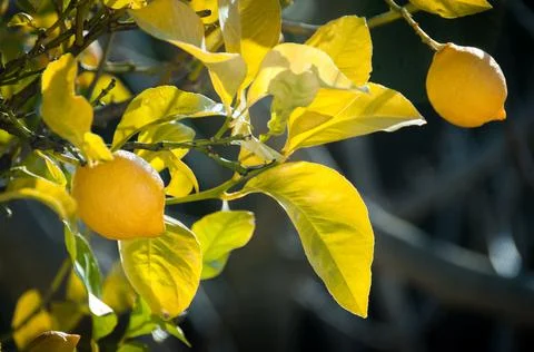 Lemons on a lemon tree Stock Photos