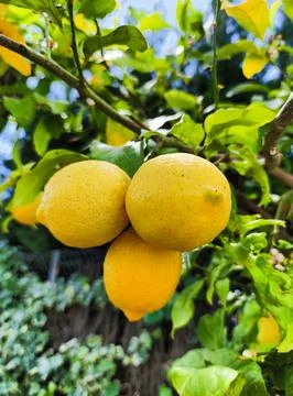 Lemons on a lemon tree Stock Photos