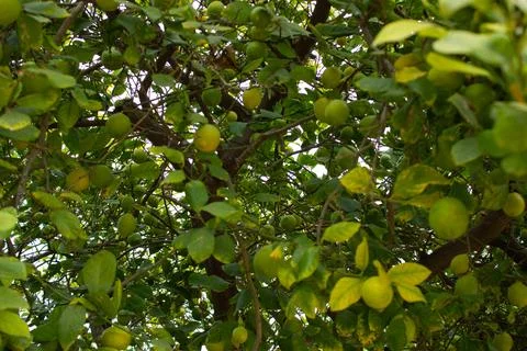 Lemons on lemon tree. Stock Photos