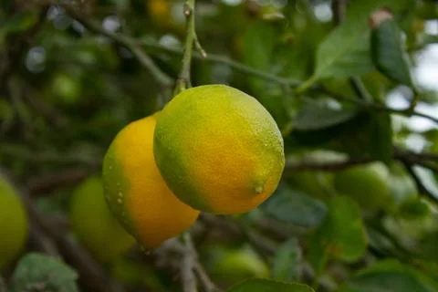 Lemons on lemon tree. Stock Photos