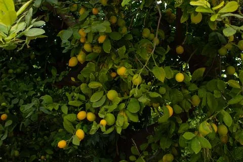Lemons on lemon tree. Stock Photos