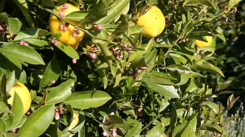 Lemons on lemon tree slide rail shot Stock Footage 21553743