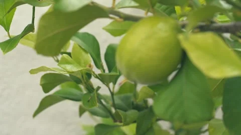 Lemons on a lemon tree in Western Cape, South Africa Stock Footage 306828374
