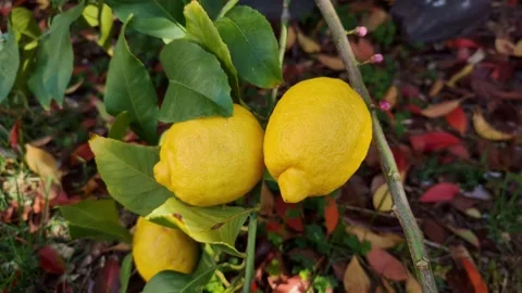Lemons on low branch with buds Stock Footage 305571044