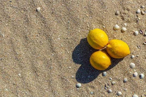 Lemons lying on a tropical beach. summer beach fruits. design Stock Photos