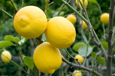 Lemons Stock Photos