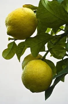 Lemons Stock Photos
