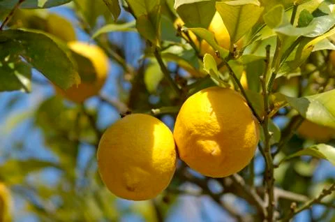 Lemons Stock Photos