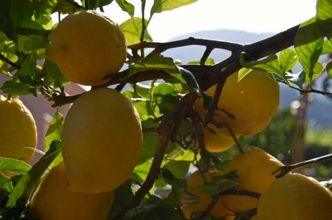 Lemons Stock Photos