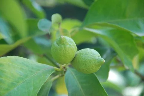 Lemons from the plant Stock Photos
