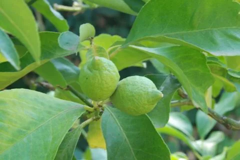 Lemons from the plant Stock-Fotos