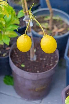 Lemons in Pot Foto stock