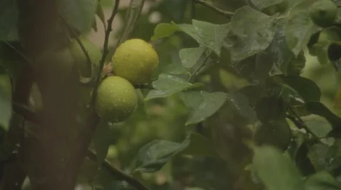 Lemons in rain closeup Stock Footage 58908204