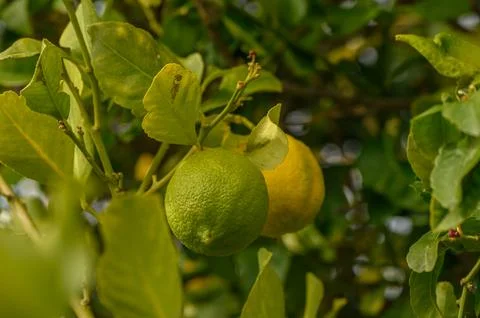 Lemons ripening on tree branches under warm sunlight in a lush garden Stock Photos