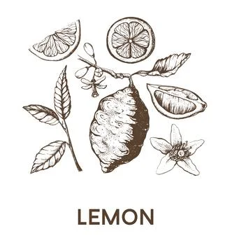 Lemons set collection. Stock Illustration