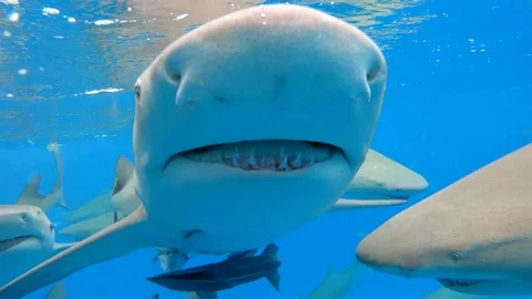 Lemons at surface 库存影片 129537663