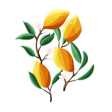 Lemons on tree branches. Isolated tropical summer fruit, on white Stock Illustration