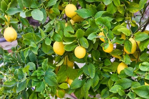 Lemons on Tree with buds, Lemons organically  grown in Cyprus for Heart Care Stock Photos