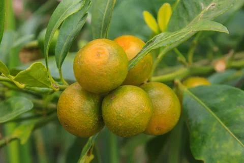 Lemons on tree in farm Stock Photos