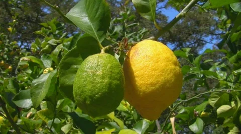 Lemons on a tree Stock Footage 416120