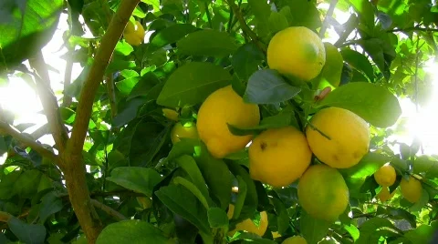 Lemons on a tree Stock Footage 416132