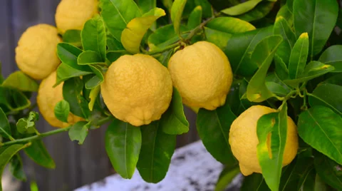 Lemons on a tree Stock Footage 39371267