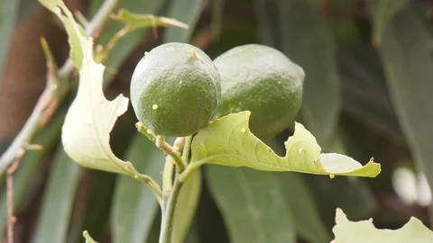 Lemons on a tree. Stock Footage 95538673