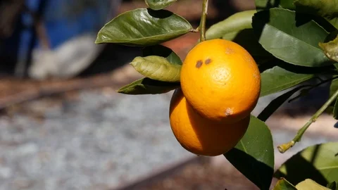 Lemons on Tree Stock Footage 103240372