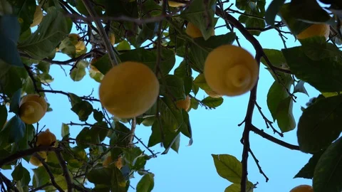 Lemons on a tree Stock Footage 125474769