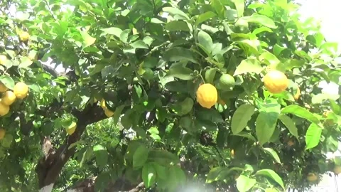 Lemons on the tree Stock Footage 311523364