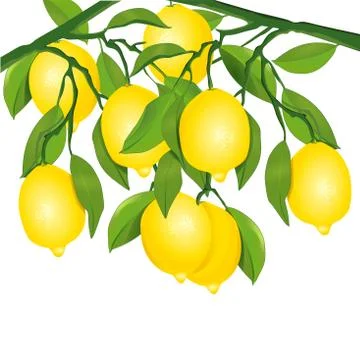 Lemons on tree illustration Stock-Illustration