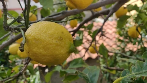Lemons on the tree with leaves close up illuminated sun Stock Footage 132457963
