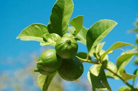 Lemons on tree Фото