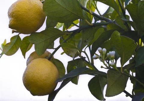 Lemon's tree Stock Photos