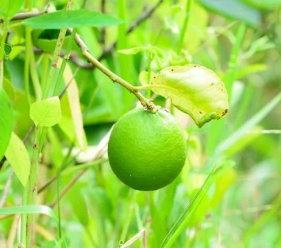 Lemons on tree Foto stock