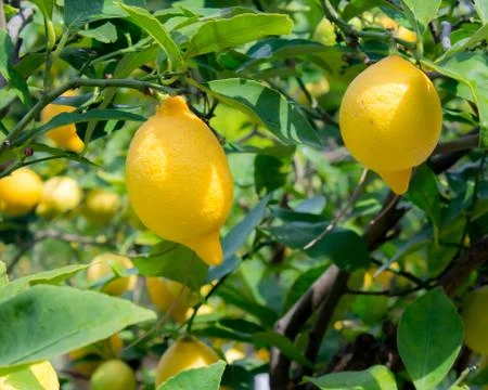 Lemons on tree Stock Photos
