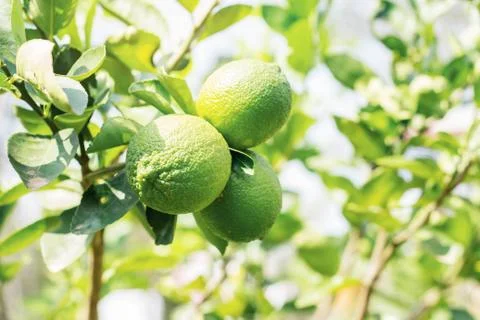 Lemons on tree. Stock Photos