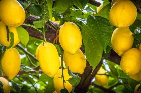 Lemons on a tree Stock Photos