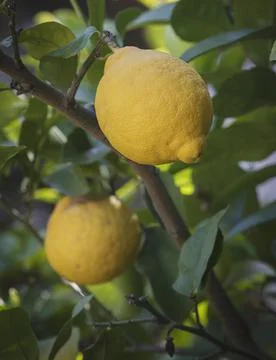 Lemons on tree. Stock Photos