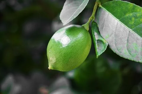 Lemons on tree. Stock Photos