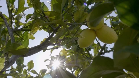Lemons in tree, sun through the leaves 動画素材 108839526