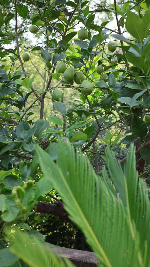 Lemons on tree vertical video Stock Footage 285329132