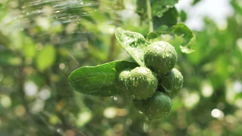 The lemons on the trees are sprayed with water to keep them growing. Stock Footage 186926547