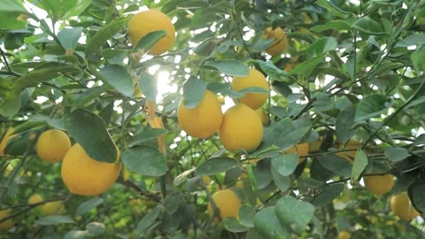 Lemons on trees. lemon production. Stock Footage 144441435