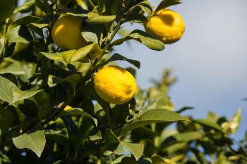 Lemons in the trees of an orchard Stock Photos