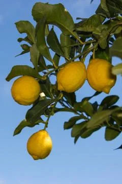 Lemons in the trees of an orchard Stock Photos